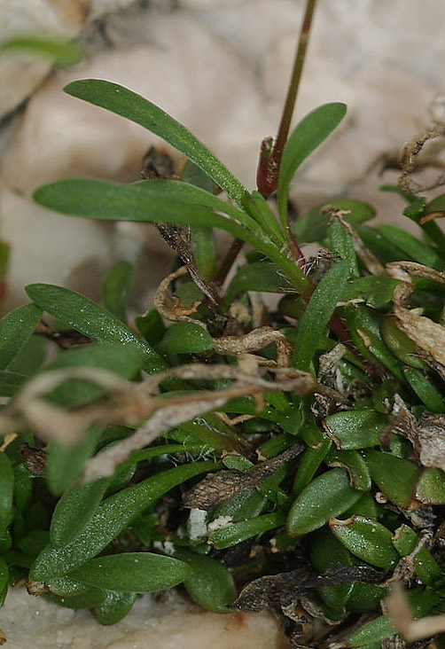 Caryophyllacea: Silene pusilla